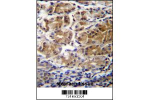 PDPR Antibdy immunohistochemistry analysis in formalin fixed and paraffin embedded human stomach tissue followed by peroxidase conjugation of the secondary antibody and DAB staining. (PDP Antikörper  (C-Term))