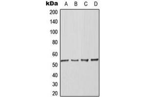 Western blot analysis of BAF53A expression in K562 (A), Raw264. (BAF53A Antikörper  (Center))