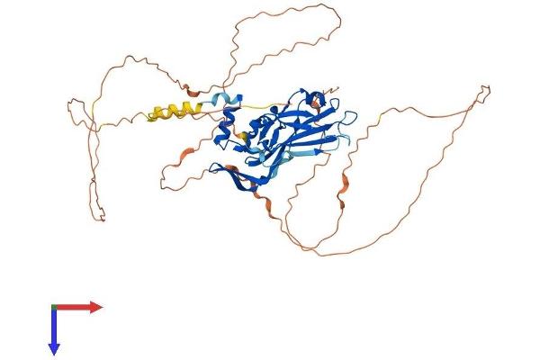 T-Box 5 Protein (TBX5) (AA 1-518) (His tag)