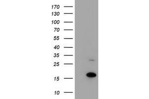 HEK293T cells were transfected with the pCMV6-ENTRY control (Left lane) or pCMV6-ENTRY CHCHD5 (Right lane) cDNA for 48 hrs and lysed. (CHCHD5 Antikörper  (AA 1-110))