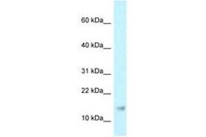 Image no. 1 for anti-Ribonuclease P/MRP 21kDa Subunit (RPP21) (AA 69-118) antibody (ABIN6747773) (RPP21 Antikörper  (AA 69-118))