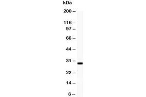 Western blot testing of BDNF antibody (0. (BDNF Antikörper  (AA 129-247))