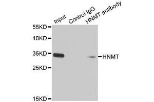 Immunoprecipitation (IP) image for anti-Histamine N-Methyltransferase (HNMT) (AA 1-292) antibody (ABIN3016181)