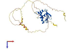 SPI1 Protein (AA 1-272) (His tag)