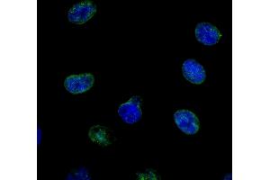 Immunofluorescence (IF) image for anti-Nucleoporin 214kDa (NUP214) (AA 1250-1300) antibody (ABIN7448921) (NUP214 Antikörper  (AA 1250-1300))