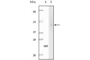 Western blot analysis using Fibulin5 mouse mAb against truncated fibulin5 recombinant protein (1) and Hela cell lysate (2). (Fibulin 5 Antikörper)