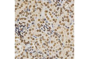 Immunohistochemistry of paraffin-embedded mouse kidney using Lamin A/C antibody. (Lamin A/C Antikörper)
