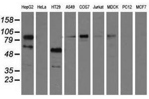 Image no. 1 for anti-phosphoinositide-3-Kinase Adaptor Protein 1 (PIK3AP1) antibody (ABIN1496826)