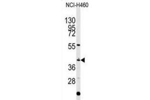 Western Blotting (WB) image for anti-Engrailed Homeobox 1 (EN1) antibody (ABIN2927654) (EN1 Antikörper)