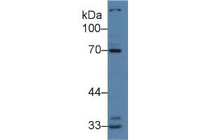 Western Blot; Sample: Human K562 cell lysate; Primary Ab: 2µg/ml Rabbit Anti-Human IRAK2 Antibody Second Ab: 0.