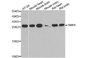 Western blot analysis of extracts of various cell lines, using TIMP4 antibody. (TIMP4 Antikörper  (AA 30-224))