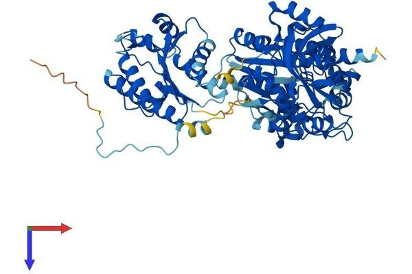 PAPSS2 Protein (AA 1-621) (His tag)