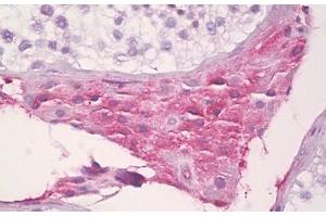 Anti-SAA4 antibody IHC staining of human testis, Leydig cells. (SAA4 Antikörper  (AA 81-130))
