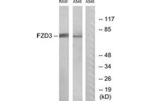Western blot analysis of extracts from A549/RAW264. (FZD3 Antikörper  (AA 141-190))