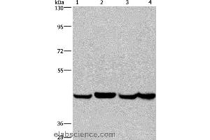 Western blot analysis of A549, Hela, PC3 and HepG2 cell, using RBMY1A1 Polyclonal Antibody at dilution of 1:350 (RBMY1A1 Antikörper)