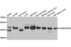 Western blot analysis of extracts of various cell lines, using CHRFAM7A antibody (ABIN5975203) at 1/1000 dilution.
