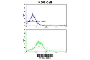 Flow cytometric analysis of K562 cells using IFNAR1 Antibody (bottom histogram) compared to a negative control cell (top histogram). (IFNAR1 Antikörper  (AA 162-188))