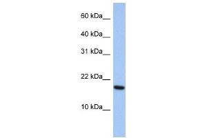 Western Blotting (WB) image for anti-ADP-Ribosylation Factor-Like 5A (ARL5A) antibody (ABIN2459954) (ARL5A Antikörper)