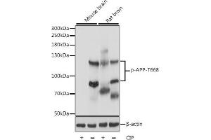 Western blot analysis of extracts of various cell lines, using Phospho-APP-T668 antibody (ABIN3019425, ABIN3019426, ABIN3019427 and ABIN6225358) at 1:1000 dilution. (APP Antikörper  (pThr668))