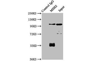Immunoprecipitating MSH2 in 293 whole cell lysate Lane 1: Rabbit control IgG instead of ABIN7150205 in 293 whole cell lysate. (MSH2 Antikörper  (AA 2-254))