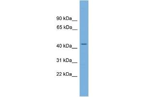 WB Suggested Anti-LUC7L Antibody Titration: 0. (LUC7L Antikörper  (N-Term))