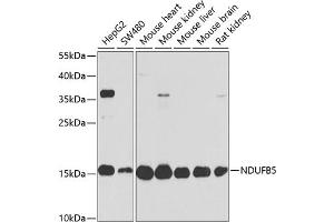 Western blot analysis of extracts of various cell lines, using NDUFB5 antibody  at 1:1000 dilution. (NDUFB5 Antikörper  (AA 100-189))