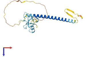 THAP1 Protein (AA 1-213) (His tag)