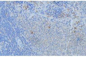 ABIN6277574 at 1/100 staining Human lymph node tissue by IHC-P. (NPC2 Antikörper  (N-Term))