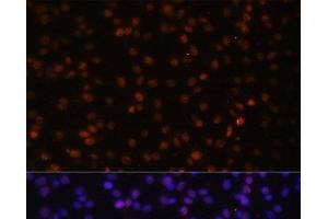 Immunofluorescence analysis of C6 cells using HTATSF1 Polyclonal Antibody at dilution of 1:100. (HTATSF1 Antikörper)