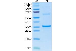 TPSAB1 Protein (AA 38-282) (His tag)