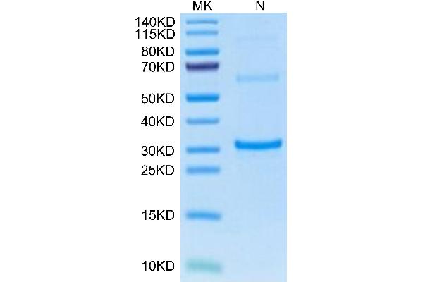 TPSAB1 Protein (AA 38-282) (His tag)