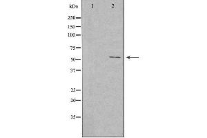 Western blot analysis of extracts from rat lung cells, using EFEMP1 antibody.