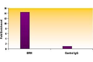 SMARCA2 / BRM antibody (mAb) tested by ChIP. (SMARCA2 Antikörper  (AA 48-214))