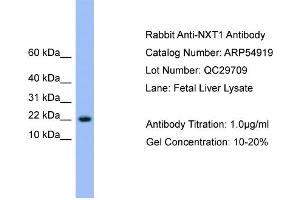 WB Suggested Anti-NXT1  Antibody Titration: 0. (NXT1 Antikörper  (N-Term))