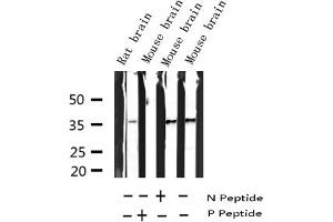 Western blot analysis of Phospho-Syntaxin 1A (Ser14) expression in various lysates (STX1A Antikörper  (pSer14))