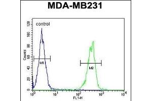 CYP2A7 Antibody (Center) (ABIN654434 and ABIN2844170) flow cytometric analysis of MDA-M cells (right histogram) compared to a negative control cell (left histogram). (CYP2A7 Antikörper  (AA 121-148))