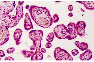Human Placenta: Formalin-Fixed, Paraffin-Embedded (FFPE) (GNAS Antikörper  (AA 164-394))