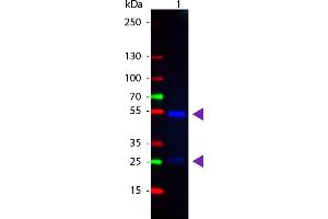 WB - Goat IgG (H&L) Antibody CY2 Conjugated Pre-Adsorbed Western Blot of Donkey anti-Goat IgG Cy2 Conjugated Antibody. (Esel anti-Ziege IgG Antikörper (Cy2) - Preadsorbed)