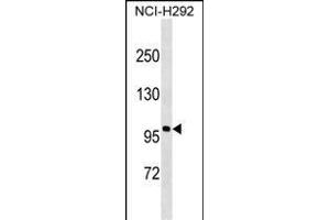 Androgen Receptor Protein (ABIN1539997 and ABIN2843888) western blot analysis in NCI- cell line lysates (35 μg/lane). (Androgen Receptor Antikörper)