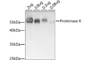 Western blot analysis of extracts of Proteinase K, using Proteinase K antibody (ABIN7269720) at 1:1000 dilution.