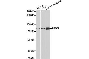 Western blot analysis of extracts of various cell lines, using LIMK2 antibody (ABIN1876597) at 1:1000 dilution. (LIMK2 Antikörper)
