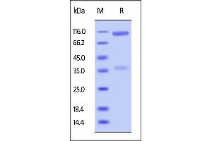 Biotinylated Human LILRB2, Fc,Avitag on  under reducing (R) condition.