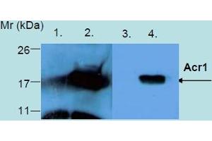 Western Blotting analysis of recombinant protein Acr1 produced in Escherichia coli BL21 (lambdaDE3) transfected bacterial culture.