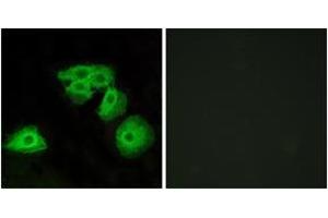 Immunofluorescence analysis of HeLa cells, using ADORA3 Antibody. (Adenosine A3 Receptor Antikörper  (AA 255-304))