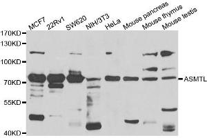 Western blot analysis of extracts of various cell lines, using ASMTL antibody. (ASMTL Antikörper)