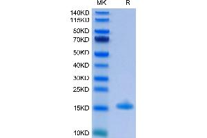 Human IL-3 on Tris-Bis PAGE under reduced condition. (IL-3 Protein (AA 20-152) (His-Avi Tag))