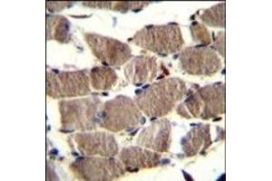PION Antibody (C-term) (ABIN656412 and ABIN2845706) immunohistochemistry analysis in formalin fixed and paraffin embedded human skeletal muscle followed by peroxidase conjugation of the secondary antibody and DAB staining. (GSAP Antikörper  (C-Term))