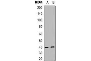 Western blot analysis of PRAS40 expression in MCF7 (A), human Testis (B) whole cell lysates. (PRAS40 Antikörper  (C-Term))