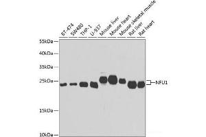 Western blot analysis of extracts of various cell lines using NFU1 Polyclonal Antibody at dilution of 1:1000. (NFU1 Antikörper)