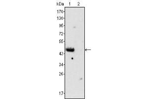 Western Blot showing GATA4 antibody used against rat fetal heart (1) and adult heart (2) tissues lysate. (GATA4 Antikörper)